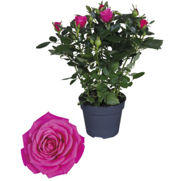 Gardening Pot and Plant